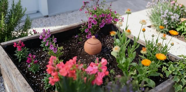 Stratégie pour l’été : comment protéger vos plantes